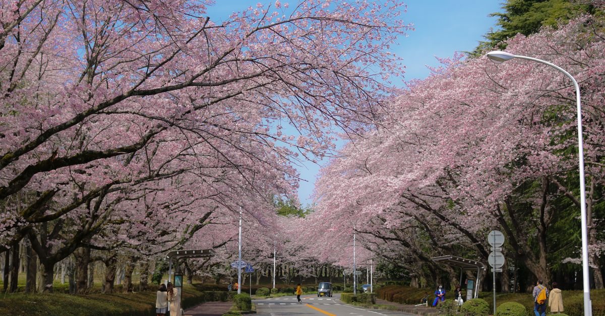 A road in Japan lined with cherry trees in full bloom under a blue sky, with bus shelters on both sides (a spring street scene, not a circuit)